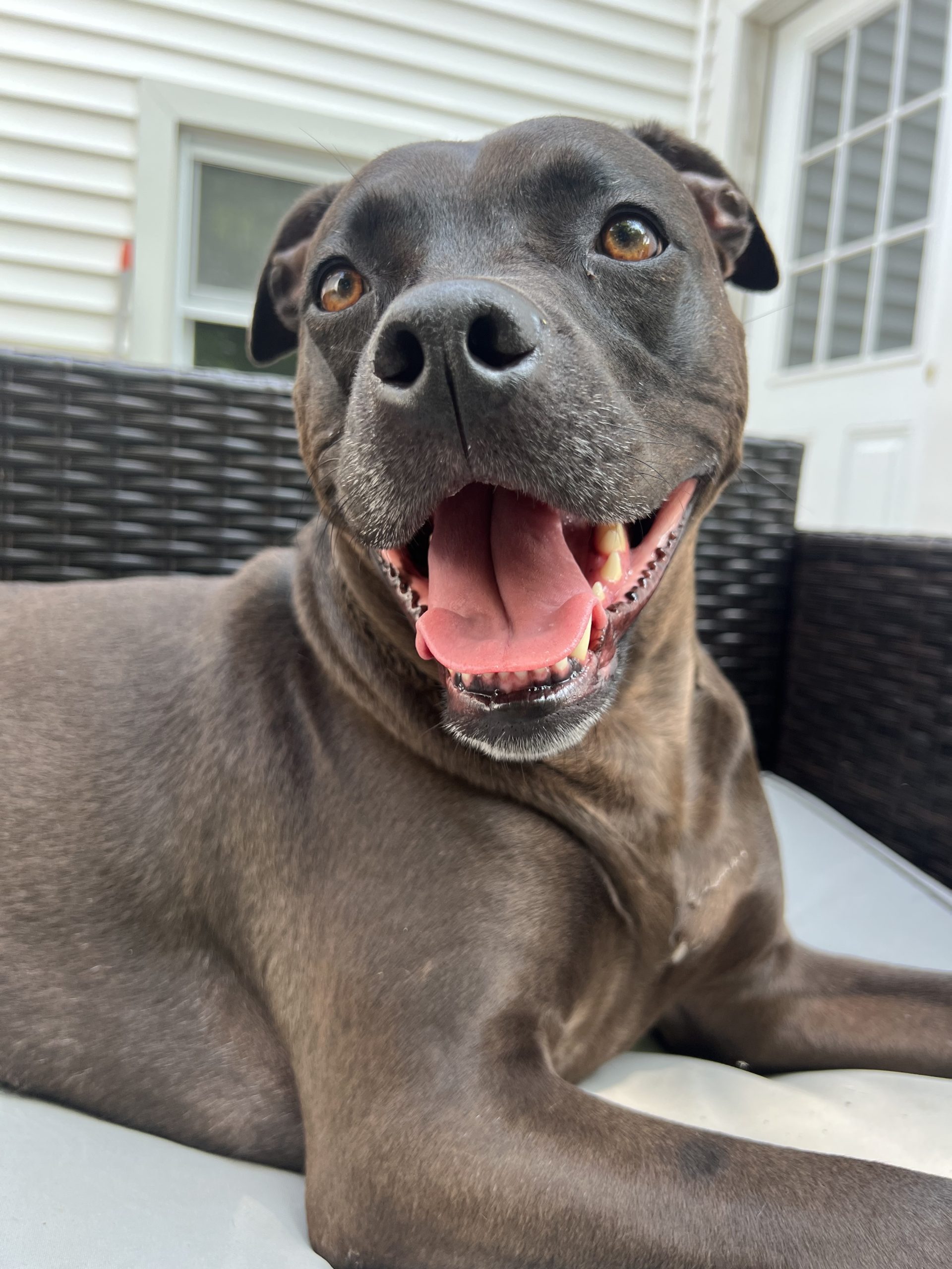 Leni the dog looking unimpressed for the official Gren Village nonprofit blog post